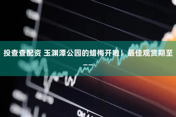 投查查配资 玉渊潭公园的蜡梅开啦!最佳观赏期至——